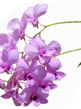 Flower Gifts